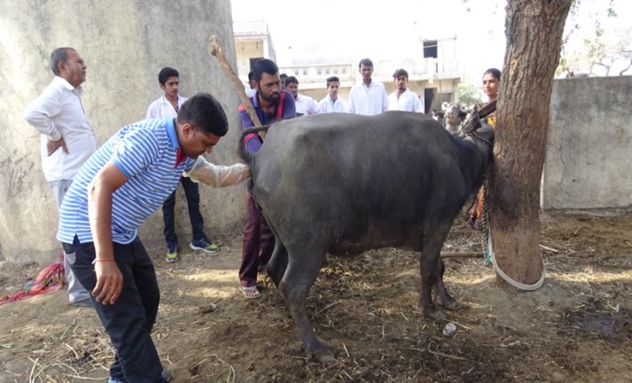 Animal treatment camp
